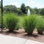 Kép 1/2 - Miscanthus sinensis 'Gracillimus' / Kínai virágosnád
