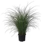 Kép 2/2 - Miscanthus sinensis 'Gracillimus' / Kínai virágosnád