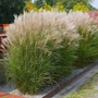 Kép 2/2 - Miscanthus sinensis ‘Kleine Silberspinne’ / Kínai törpe virágosnád