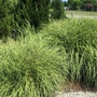 Kép 2/2 - Miscanthus sinensis 'Little Zebra' / Törpe zebrafű