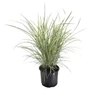 Kép 2/3 - Miscanthus sinensis 'Variegatus' / Kínai virágosnád