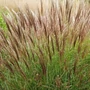 Kép 2/2 - Miscanthus sinensis 'Yakushima Dwarf' / Japánfű
