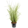 Kép 1/2 - Miscanthus sinensis 'Zebrinus' / Zebrafű