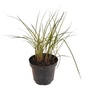 Kép 1/2 - Miscanthus sinensis 'Yakushima Dwarf' / Japánfű