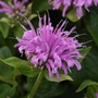 Kép 2/2 - Monarda dydima 'BeeMine Lavender' / Méhbalzsam