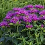 Kép 2/2 - Monarda dydima 'Elegant Purple' / Méhbalzsam