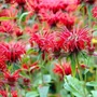 Kép 2/2 - Monarda dydima 'Pocahontas Red Rose' / Méhbalzsam