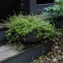 Kép 2/2 - Muehlenbeckia complexa / Angyalszőlő, kúszó keserűporcsin
