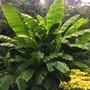 Kép 2/2 - Musa acuminata 'Dwarf Cavendish' / Ehető termésű törpe banán