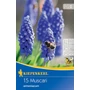 Kép 1/2 - Muscari armeniacum / Örmény gyöngyike virághagyma