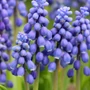 Kép 2/2 - Muscari armeniacum / Örmény gyöngyike virághagyma