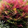 Kép 2/2 - Nandina domestica 'Obsessed' / Japán szentfa
