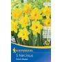 Kép 1/2 - Narcissus 'Dutch Master' / 'Dutch Master' trombitavirágú nárcisz virághagyma