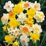 Kép 2/2 - Narcissus 'Mega Pack' / Nagyvirágú nárcisz mix virághagyma