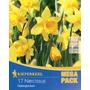 Kép 1/2 - Narcissus 'Osterglocken Mega Pack' / 'Osterglocken' nagykoronájú nárcisz virághagyma