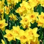 Kép 2/2 - Narcissus 'Osterglocken Mega Pack' / 'Osterglocken' nagykoronájú nárcisz virághagyma