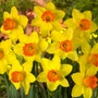 Kép 2/2 - Narcissus 'Red Devon' / 'Red Devon' nagykoronájú nárcisz virághagyma