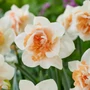 Kép 2/2 - Narcissus 'Replete' / 'Replete' teltvirágú nárcisz virághagyma