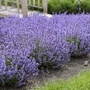 Kép 2/2 - Nepeta faassenii 'Cat's Pajamas Blue' / Macskamenta