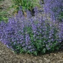 Kép 2/2 - Nepeta x faassenii 'Junior Walker' / Macskamenta