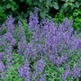 Kép 2/2 - Nepeta faassenii 'Senior' / Macskamenta