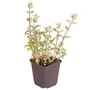 Kép 1/2 - Nepeta faassenii 'Senior' / Macskamenta