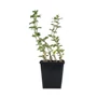 Kép 1/2 - Nepeta faassenii 'Six Hill Giant' / Macskamenta