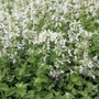 Kép 2/2 - Nepeta racemosa 'Snowflake' / Macskamenta