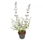 Kép 1/2 - Nepeta x faassenii 'Walker's low' / Macskamenta