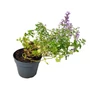 Kép 1/2 - Nepeta x faassenii 'Junior Walker' / Macskamenta