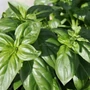 Kép 2/2 - Ocimum basilicum / Bazsalikom