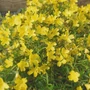 Kép 2/2 - Oenothera 'African Sun' / Ligetszépe