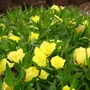Kép 2/2 - Oenothera macrocarpa (missouriensis) / Missouri ligetszépe