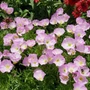Kép 2/2 - Oenothera speciosa 'Siskiyou Pink' / Pompás ligetszépe