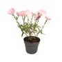 Kép 1/2 - Oenothera speciosa 'Siskiyou Pink' / Pompás ligetszépe