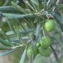 Kép 2/2 - Olea europaea 'Leccino'/ Európai olajfa 'Leccino'