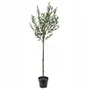 Kép 1/2 - Olea europaea 'Leccino'/ Európai olajfa 'Leccino'