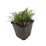 Kép 1/2 - Ophiopogon japonicus 'Minor' / Japán kígyószakáll