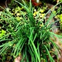 Kép 2/2 - Ophiopogon planiscapus / Kígyószakáll