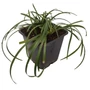 Kép 1/2 - Ophiopogon planiscapus / Kígyószakáll