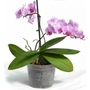 Kép 2/2 - Műanyag orchidea cserép alátét 12 cm
