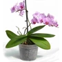 Kép 2/2 - Műanyag orchidea cserép 17 cm