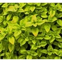 Kép 2/2 - Origanum vulgare 'Gold Nugget' / Arany levelű oregánó