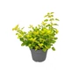 Kép 1/2 - Origanum vulgare 'Gold Nugget' / Arany levelű oregánó