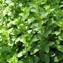Kép 2/2 - Origanum majorana / Majoranna