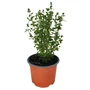 Kép 1/2 - Origanum majorana / Majoranna