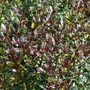 Kép 3/3 - Osmanthus heterophyllus 'Purpureus' / Bronzlevelű illatcserje
