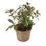 Kép 1/3 - Osmanthus heterophyllus 'Purpureus' / Bronzlevelű illatcserje