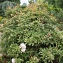 Kép 2/2 - Osmanthus heterophyllus 'Tricolor' / Tarkalevelű illatcserje