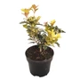 Kép 1/2 - Osmanthus heterophyllus 'Tricolor' / Tarkalevelű illatcserje